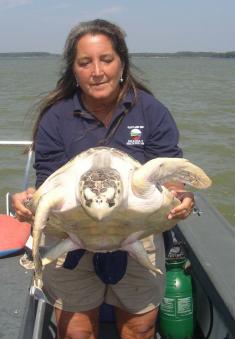 Cindy Driscoll holding a large sea turtle