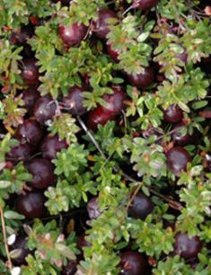 Haines Rutgers Cranberry