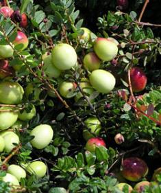 Mullica Queen Cranberry bush