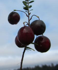 Welker Cranberry on the vine