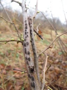 Typical eastern filbert blight canker on European hazelnut stem.