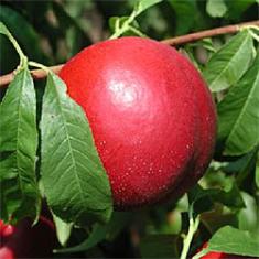 Rutgers Avalon Nectarine