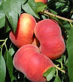 Rutgers BuenOS II Peaches
