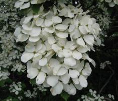 Rutgers Constellation Dogwood flower