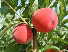 Rutgers Desiree Peach