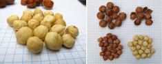 Rutgers Hunterdon hazelnuts closeup