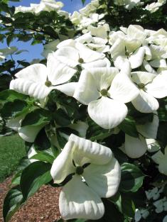 Venus® Dogwood Flower tree