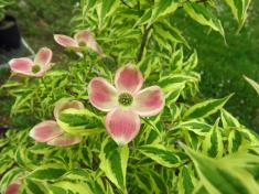 Variegated Stellar Pink® Dogwood flower