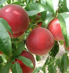 Rutgers July Rose Peach