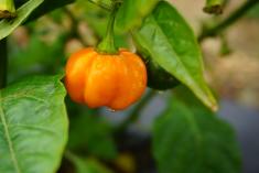 rutgers pumpkin habanero peppers