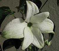 Starlight® Rutgers dogwood flower