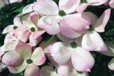 Rutgers Stellar Pink Dogwood flower