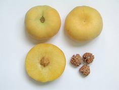 Rutgers Tangos Peach sliced