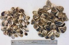 Improved Rutgers tetraploid oysters