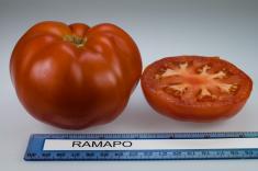 Rutgers Ramapo tomato