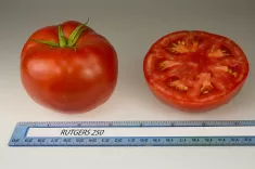 Rutgers 250 tomatoes