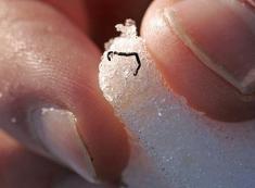 The Mesenchytras solifugus, more commonly known as the ice worm
