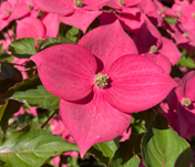 Eternal Scarlet™ dogwood